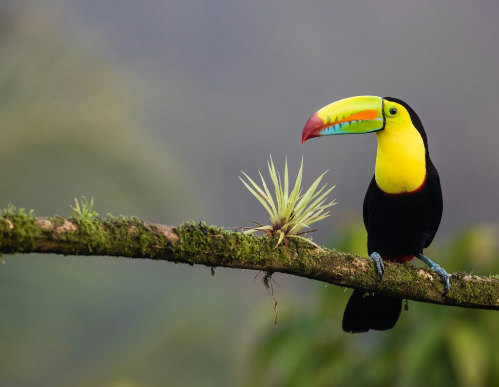costs to visit costa rica