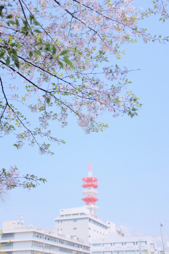 costs to visit japan in cherry blossom season